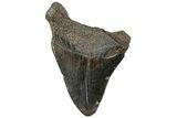 Fossil Megalodon Tooth - South Carolina #310057-1